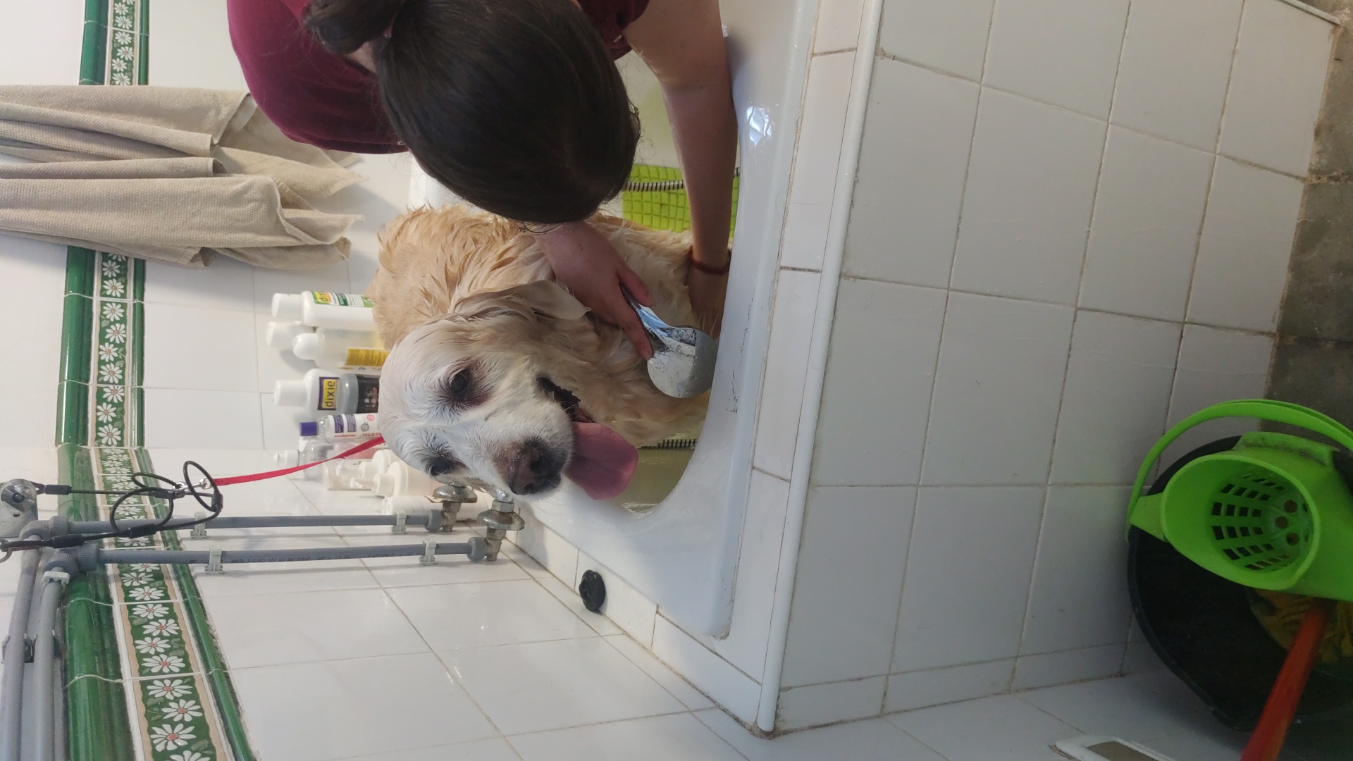 Peluquería de mascotas Yolapatitas